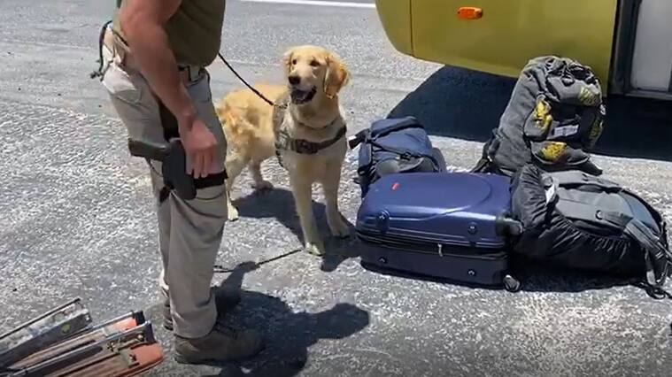 Perro policial Carabineros OS7 drogas