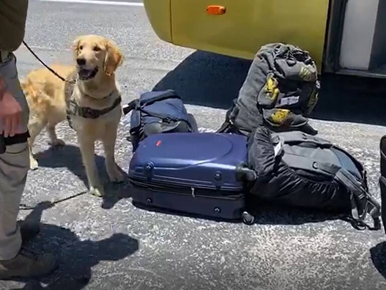 Perro policial Carabineros OS7 drogas