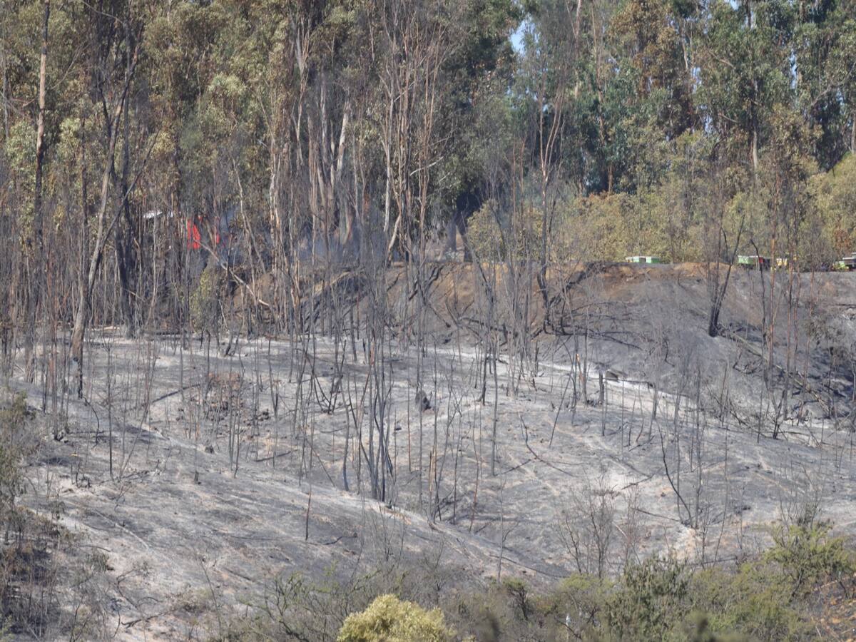 Balance Onemi: Se registran 85 incendios a nivel nacional y 11 se mantienen aún en combate