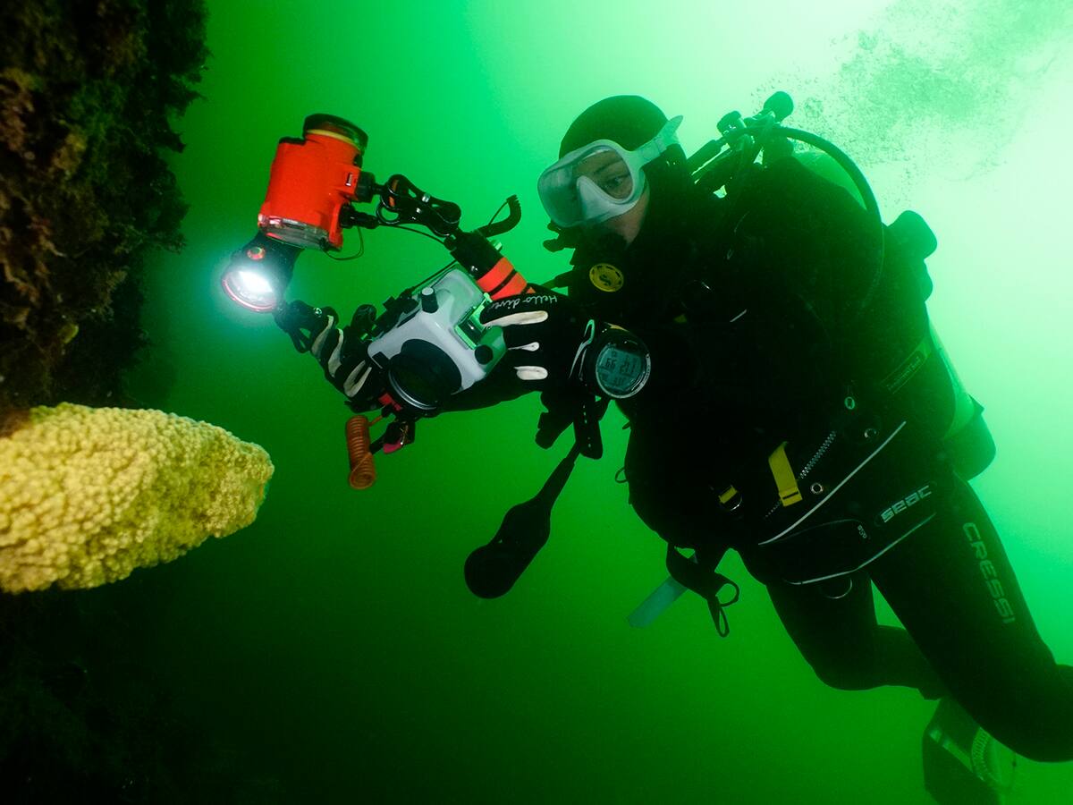 Algas de hasta 80 metros: la inédita investigación de los bosques submarinos del sur de Chile, claves para combatir el cambio climático