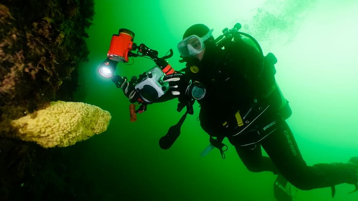 Algas de hasta 80 metros: la inédita investigación de los bosques submarinos del sur de Chile, claves para combatir el cambio climático
