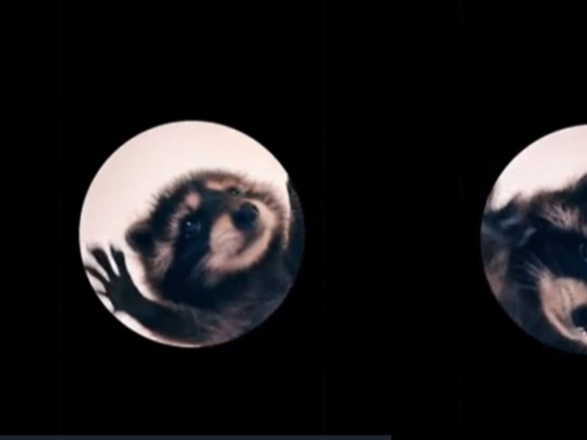 El Mapache Pedro y su origen: ¿de dónde surge este meme que se hizo viral en TikTok?