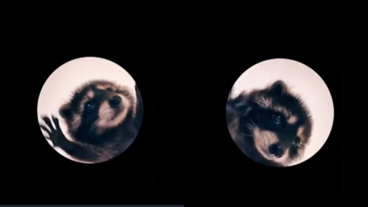 El Mapache Pedro y su origen: ¿de dónde surge este meme que se hizo viral en TikTok?