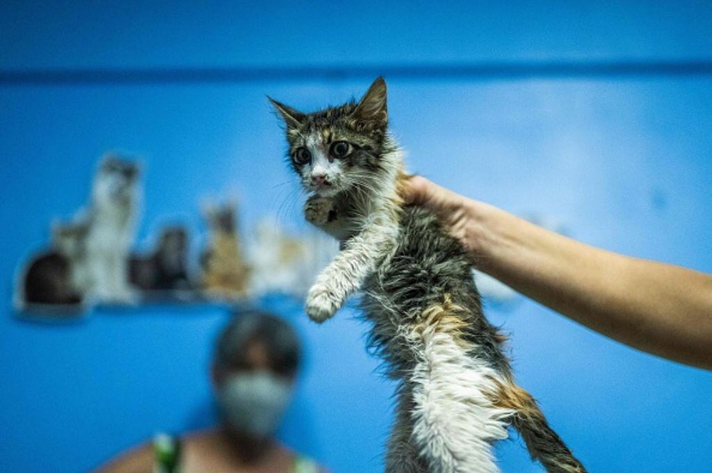 Sporothrix brasiliensis: Los peligros del hongo que afecta mayoritariamente a los gatos