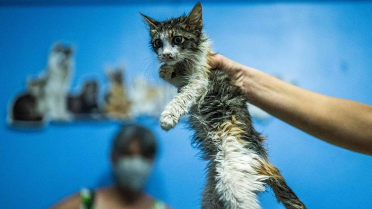 Sporothrix brasiliensis: los peligros del hongo que afecta mayoritariamente a los gatos