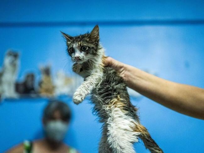 Sporothrix brasiliensis: Los peligros del hongo que afecta mayoritariamente a los gatos