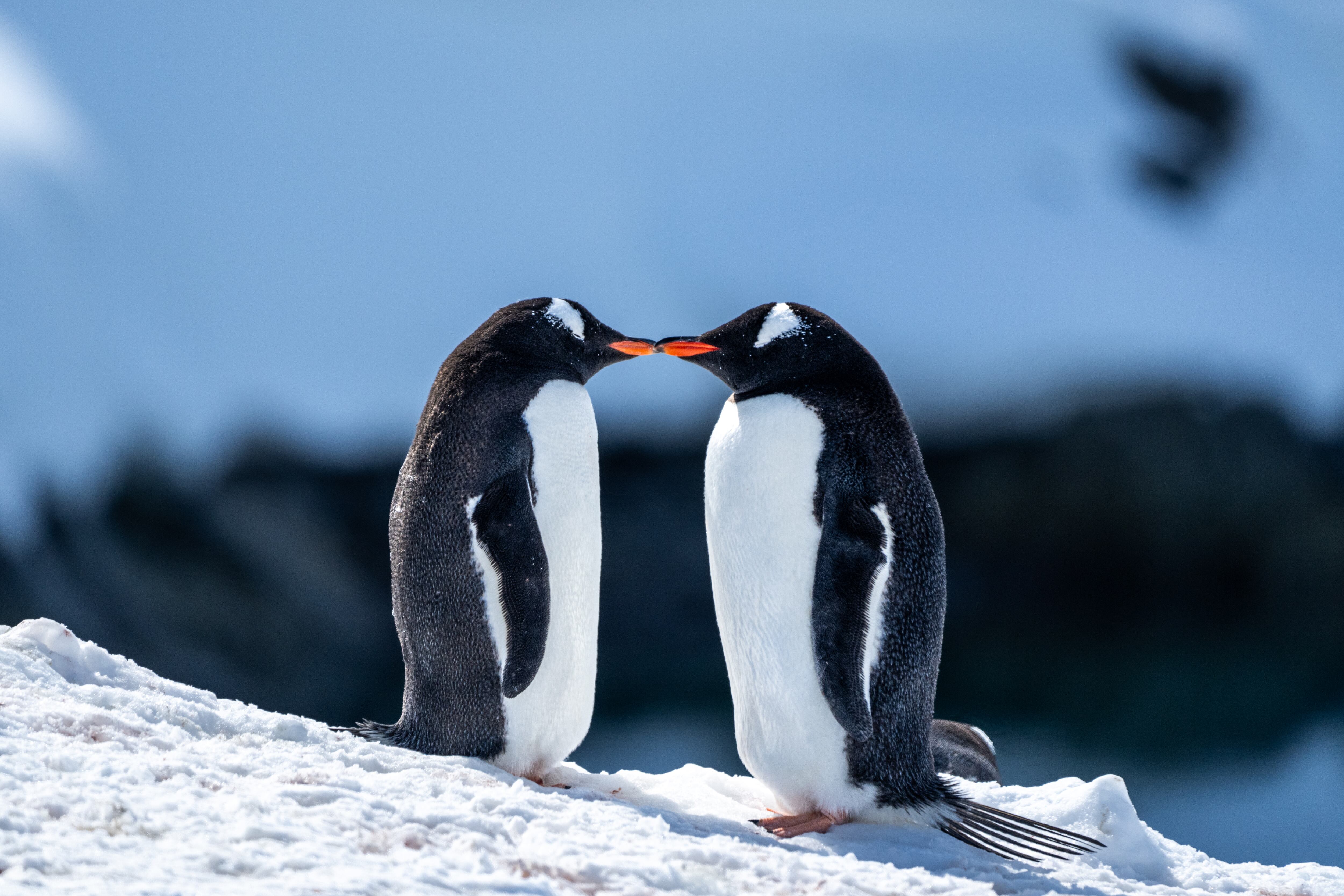 Pingüinos