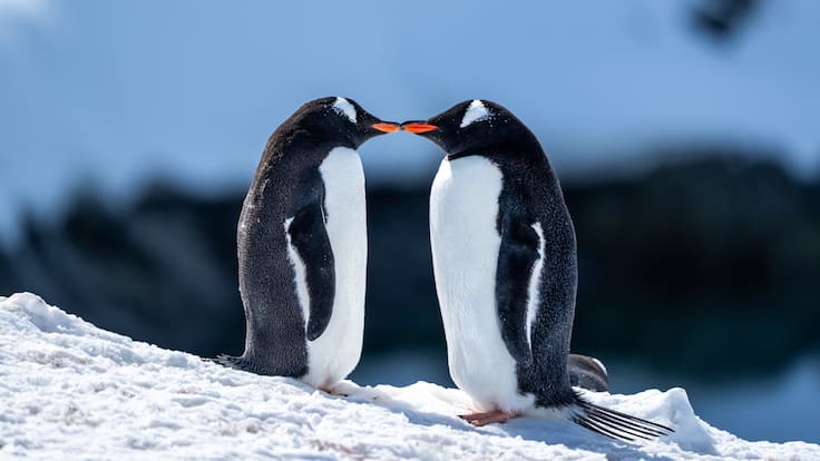 ¿Por qué los pingüinos tiene alas y no pueden volar?