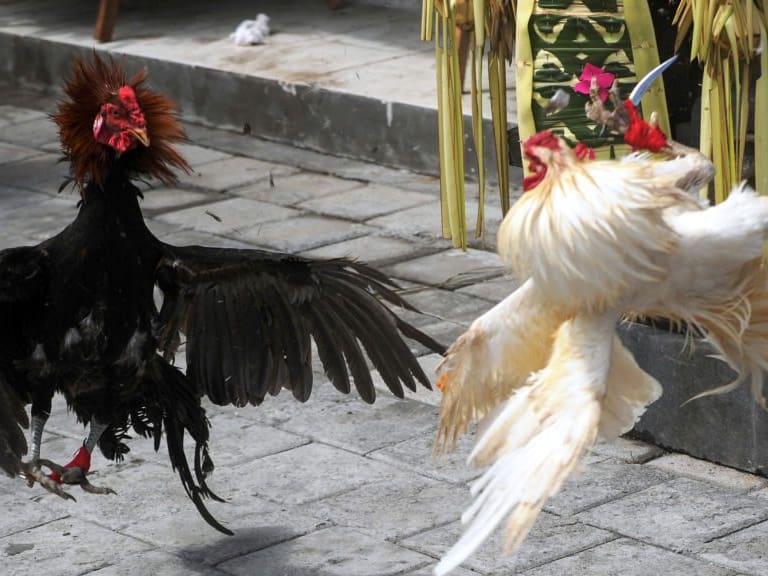 Gallo mata a su dueño de un cuchillazo durante pelea clandestina