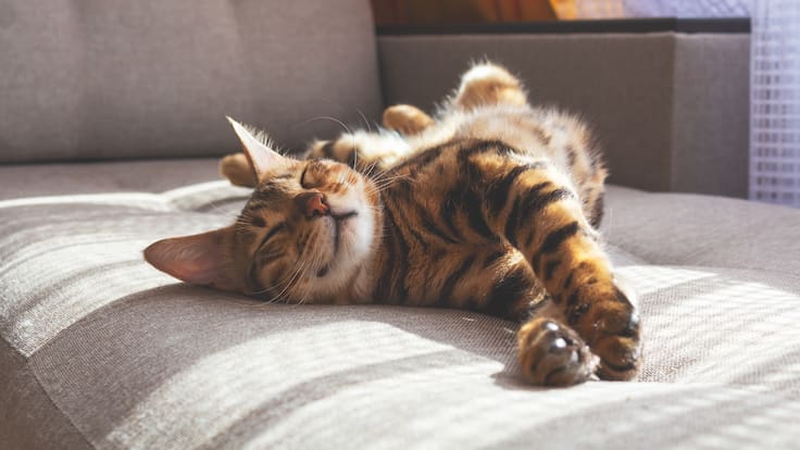 Día Internacional del Gato: por qué se celebra y cómo cuidar a tu mascota según expertos