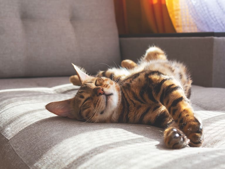 Día Internacional del Gato: por qué se celebra y cómo cuidar a tu mascota según expertos