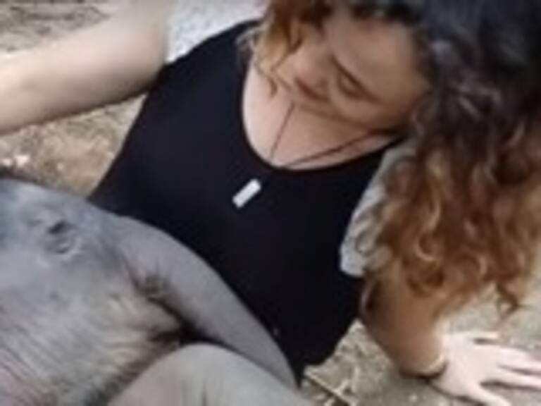 VIDEO Bebé elefante se duerme al escuchar las canciones de cuna entonadas por una mujer