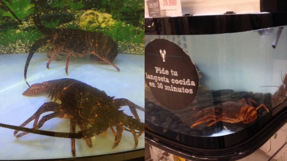 Presentan querella por maltrato animal contra conocido supermercado por exhibición de langostas vivas