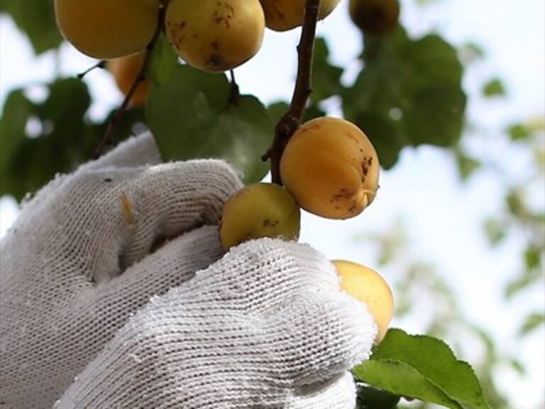 Hombre comía semillas de albaricoque para prevenir el cáncer y casi murió envenenado