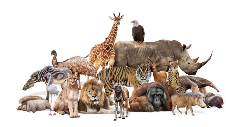 Tal y como los humanos: este animal hace amigos para toda la vida (no es el perro)
