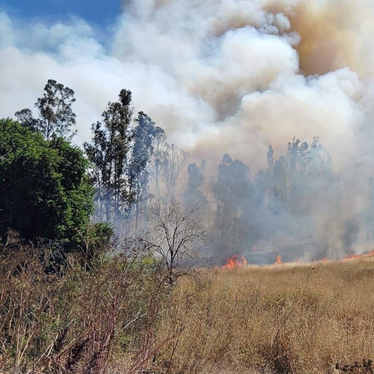 Incendio forestal en Casablanca provoca corte de tránsito en Ruta 68: fuego ha consumido 33 hectáreas