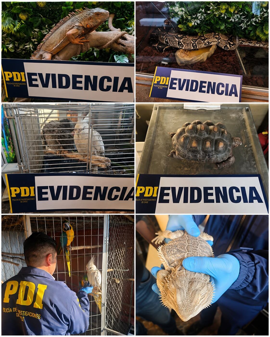 PDI