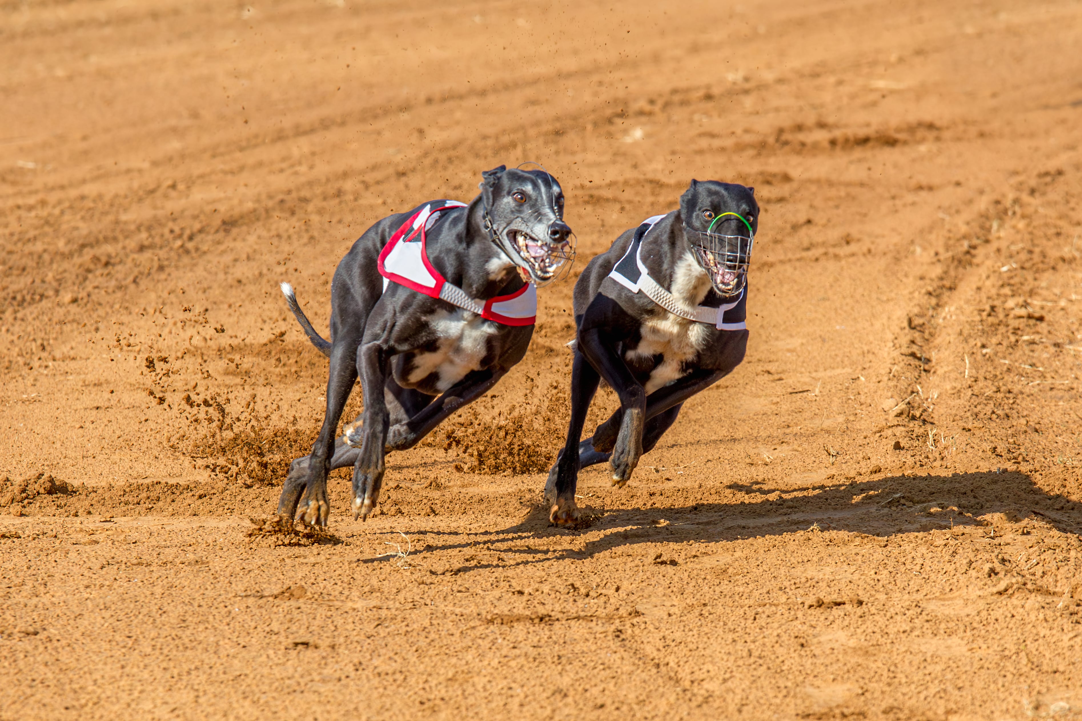 carreras de galgos