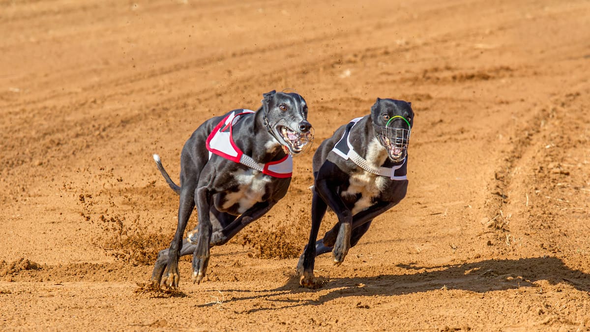Giro en proyecto que prohibía las carreras de galgos: comisión abre la puerta para mantenerlas autorizadas