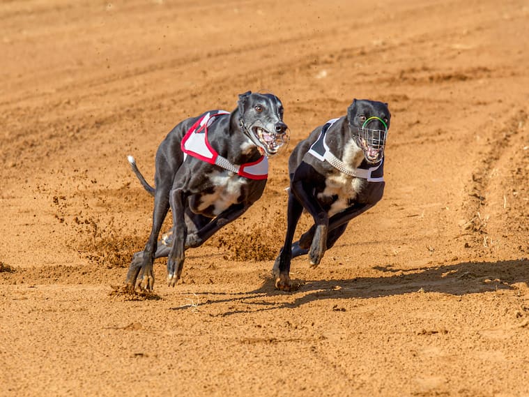 carreras de galgos