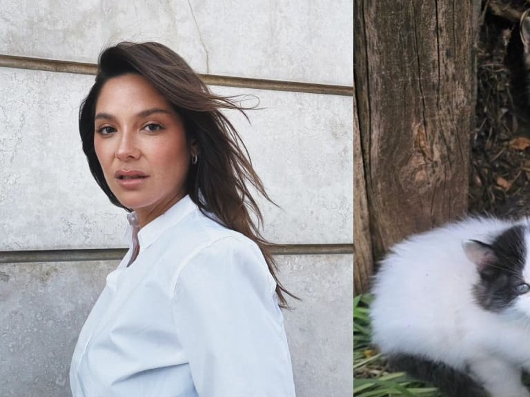 «Quiero intentar encontrarles una casa»: Kel Calderón pone en adopción dos gatitos que rescató en el Maule