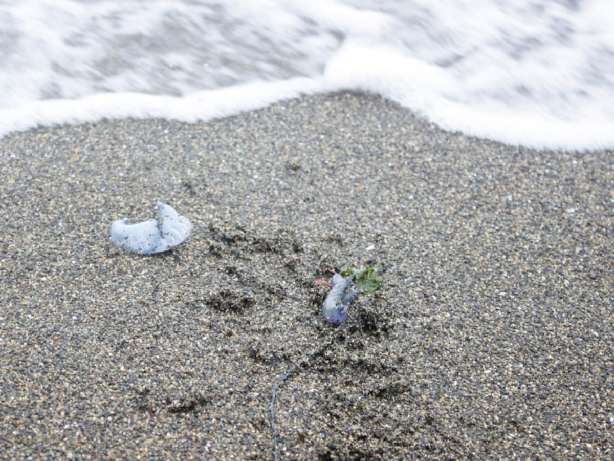 Seremi de Salud decreta prohibición de baño en playas de Algarrobo y El Quisco por fragata portuguesa