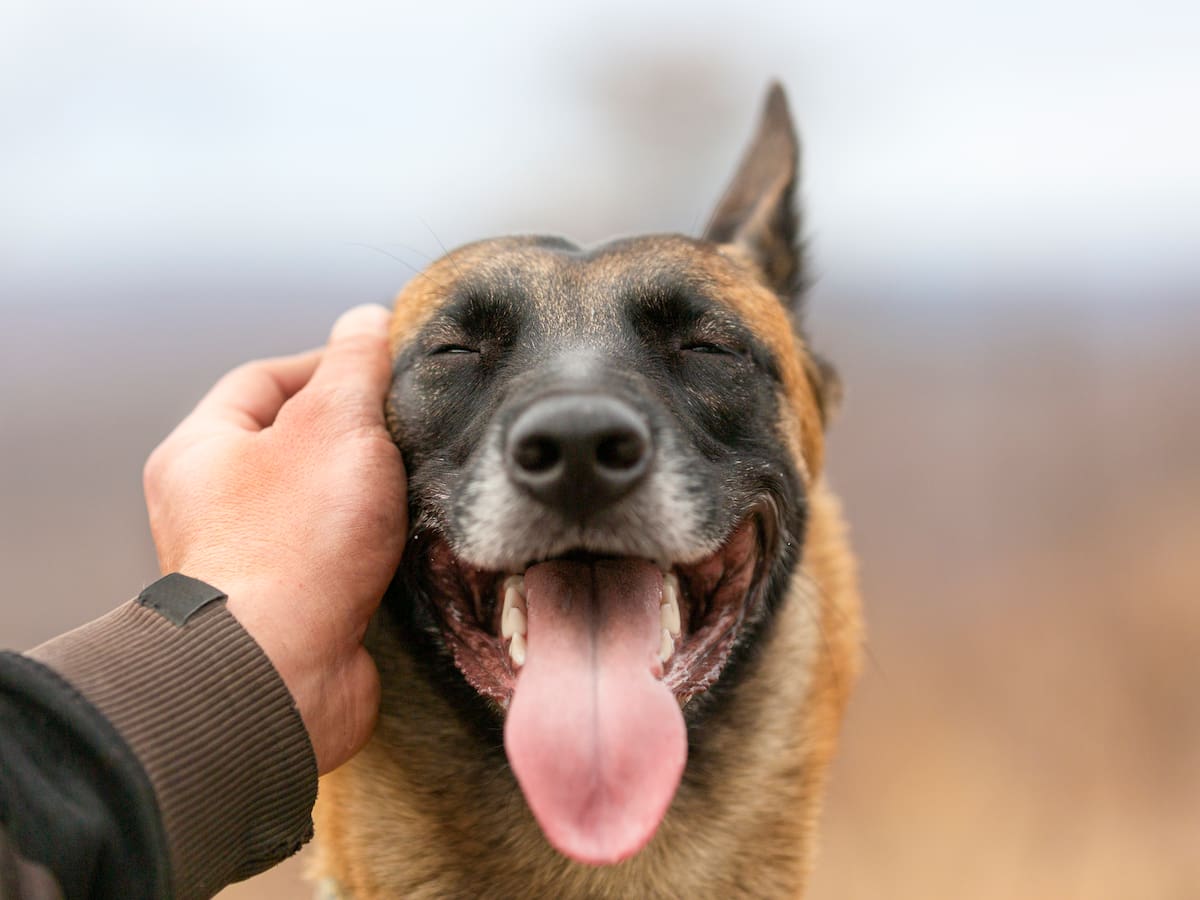 Drástico recorte al Programa de Mascotas: presupuesto 2027 para Ley Cholito será solo un 14% del actual