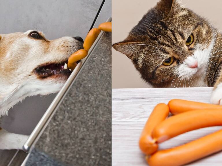Fiestas Patrias: cómo cuidar a tu mascota y evitar alimentos tóxicos