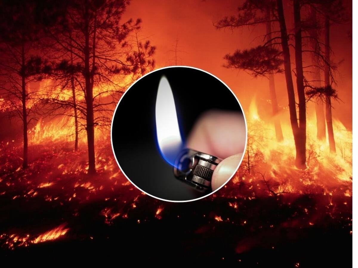 Jugaban con un encendedor: niños habrían iniciado fuego que desencadeno feroz incendio forestal en Pichidegua