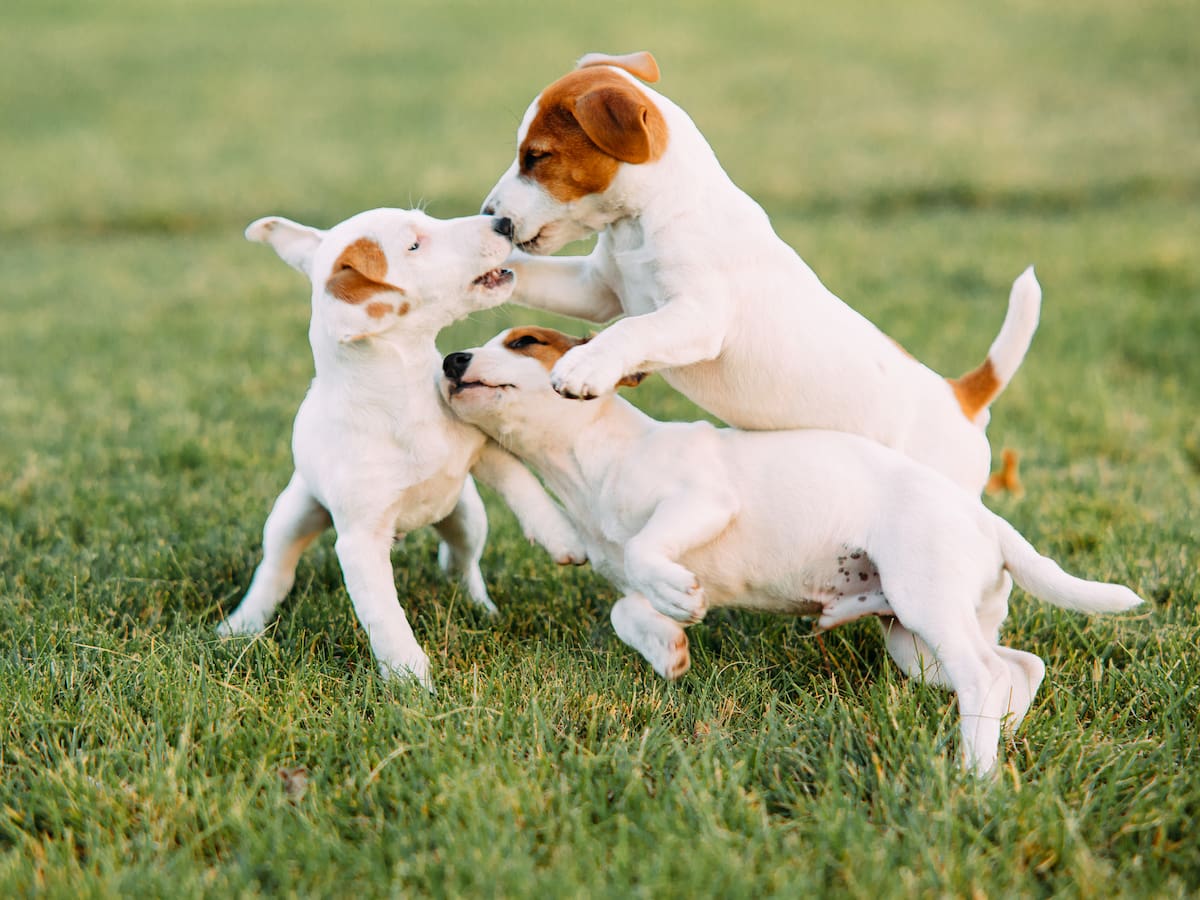 Día Mundial del Perro: ¿Por qué se celebra cada 21 de julio y cómo cuidar su salud en esta fecha?
