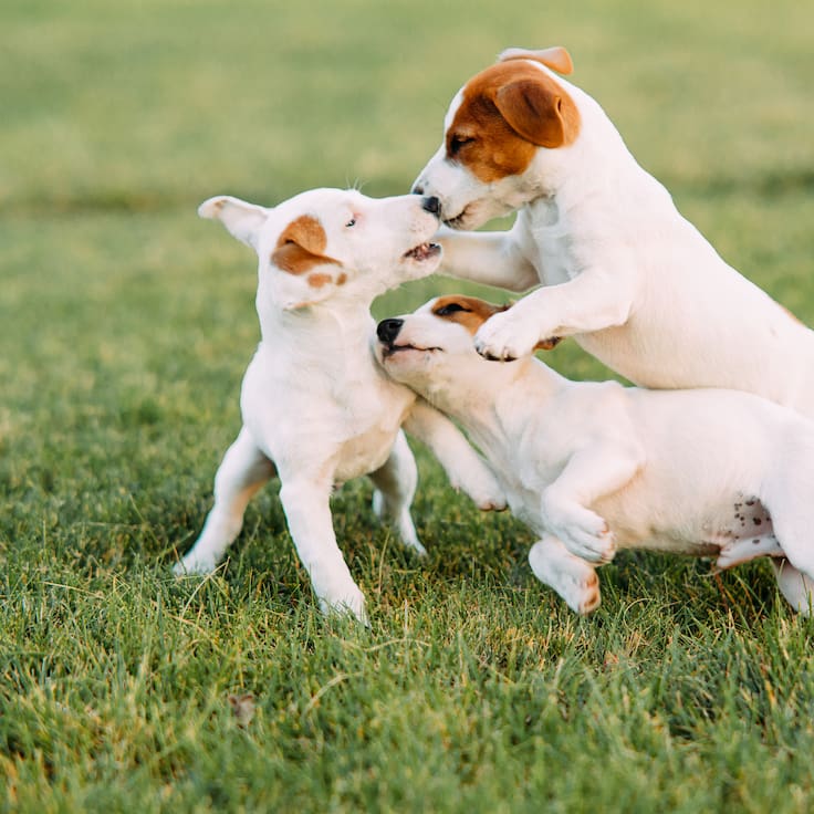 Día Mundial del Perro: ¿Por qué se celebra cada 21 de julio y cómo cuidar su salud en esta fecha?