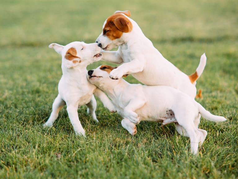 Día Mundial del Perro: ¿Por qué se celebra cada 21 de julio y cómo cuidar su salud en esta fecha?