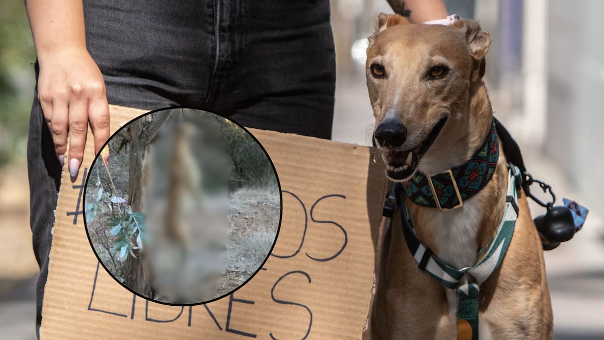 Impactante denuncia de maltrato animal: encuentran a perro galgo ahorcado y colgado de un árbol en Marchigüe