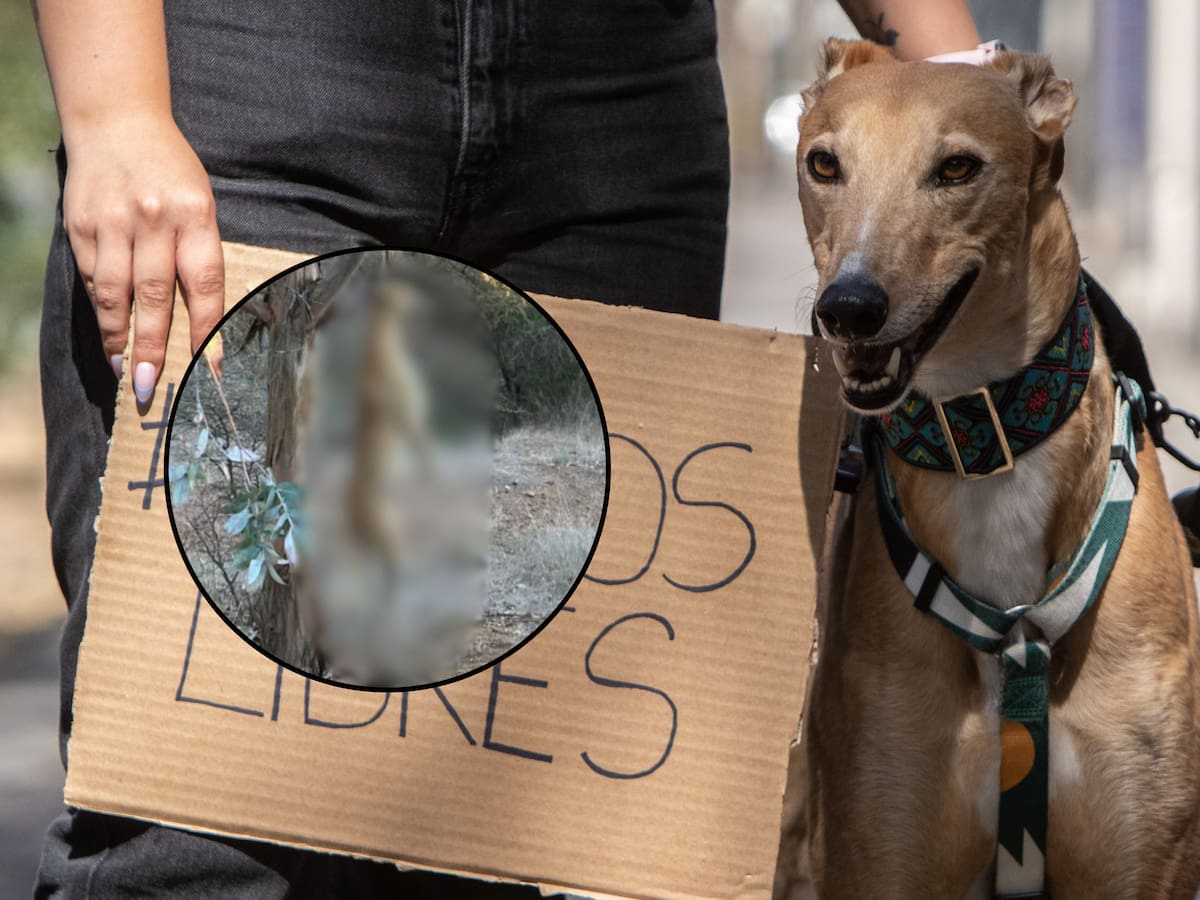 Impactante denuncia de maltrato animal: encuentran a perro galgo ahorcado y colgado de un árbol en Marchigüe