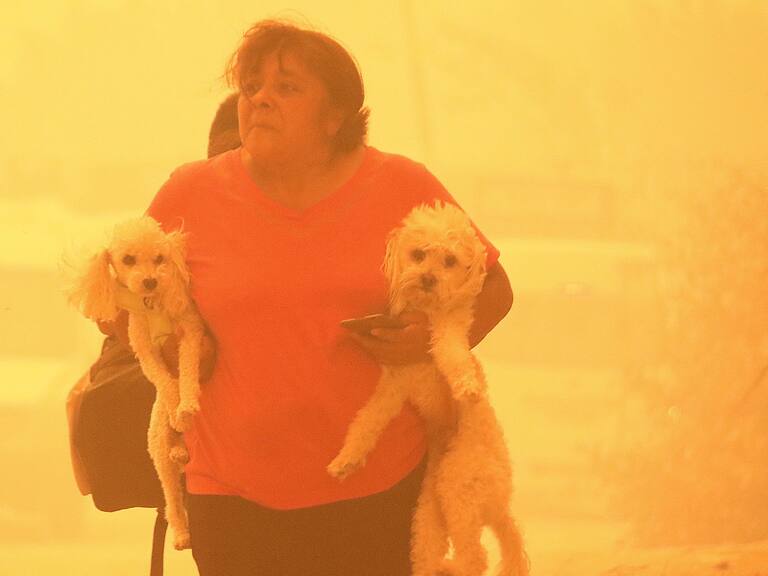 Veterinarias de la Región de Valparaíso se unen para ir en ayuda de los animales afectados por los incendios forestales