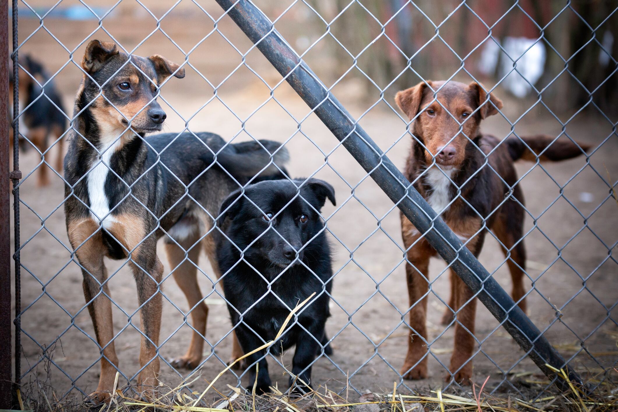 Ley para acabar con millones de perros callejeros causa conmoción en Turquía