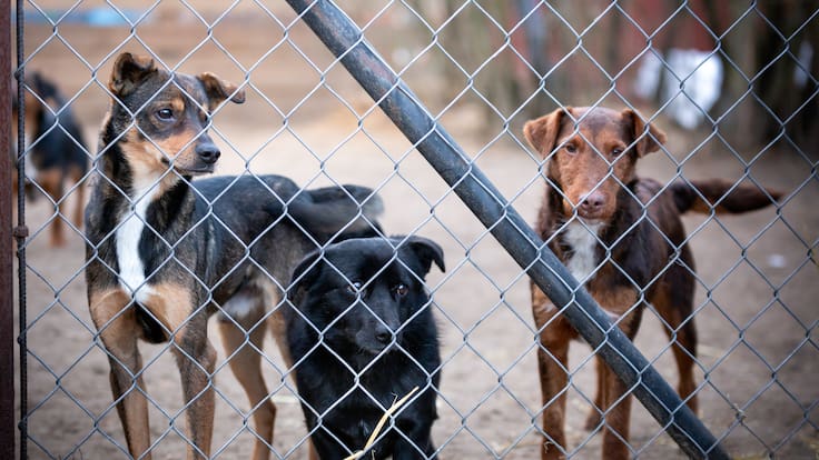 Informe UC abre debate por control de perros abandonados: propone que Carabineros y el SAG puedan aplicarles eutanasia para algunos casos puntuales