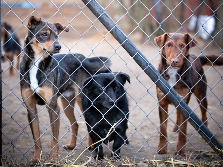 Ley para acabar con millones de perros callejeros causa conmoción en Turquía