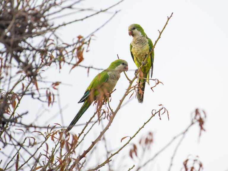 Detectan peligrosa bacteria en Chile: es transmitida de cotorras argentinas que circulan en Santiago a humanos