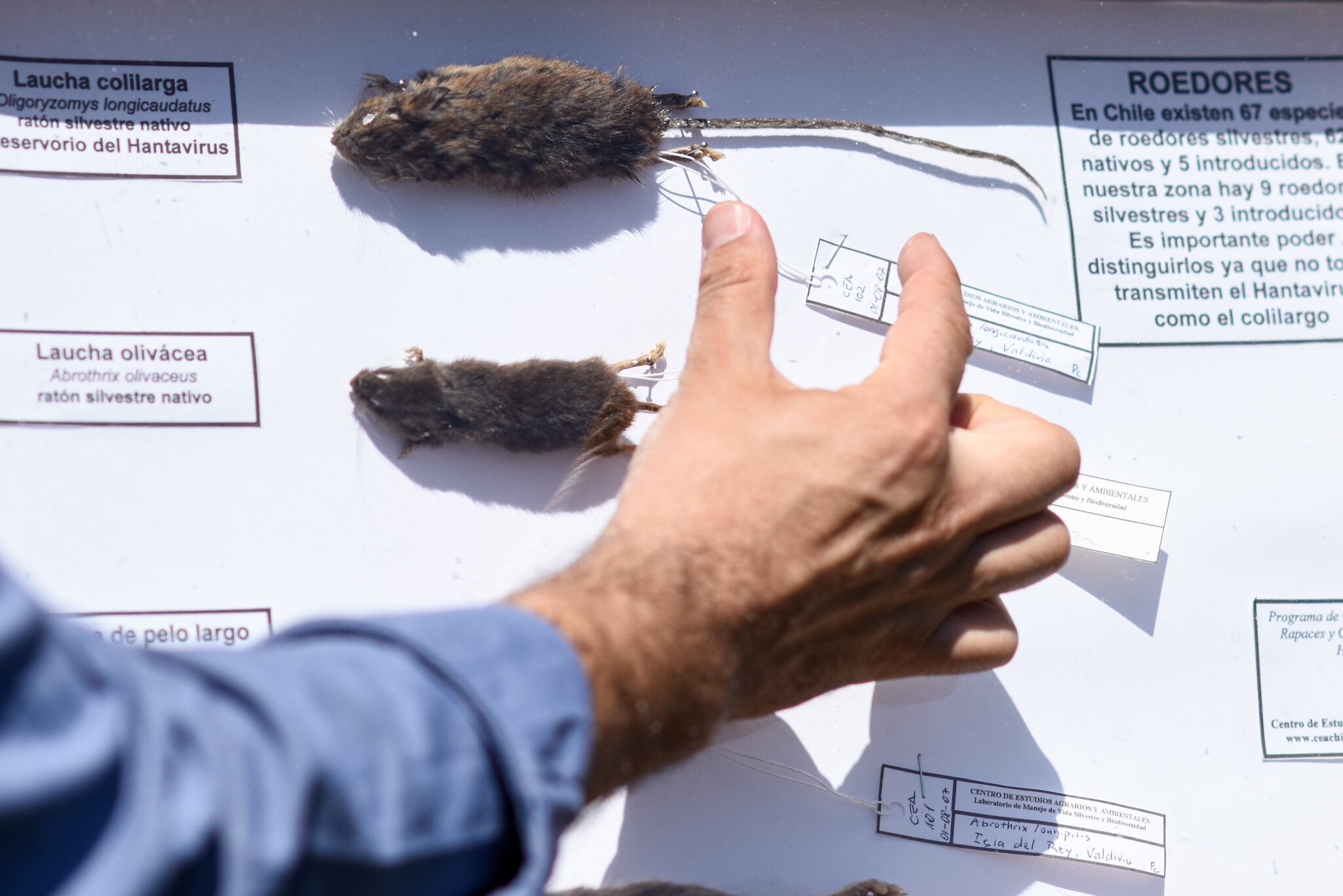 Hantavirus