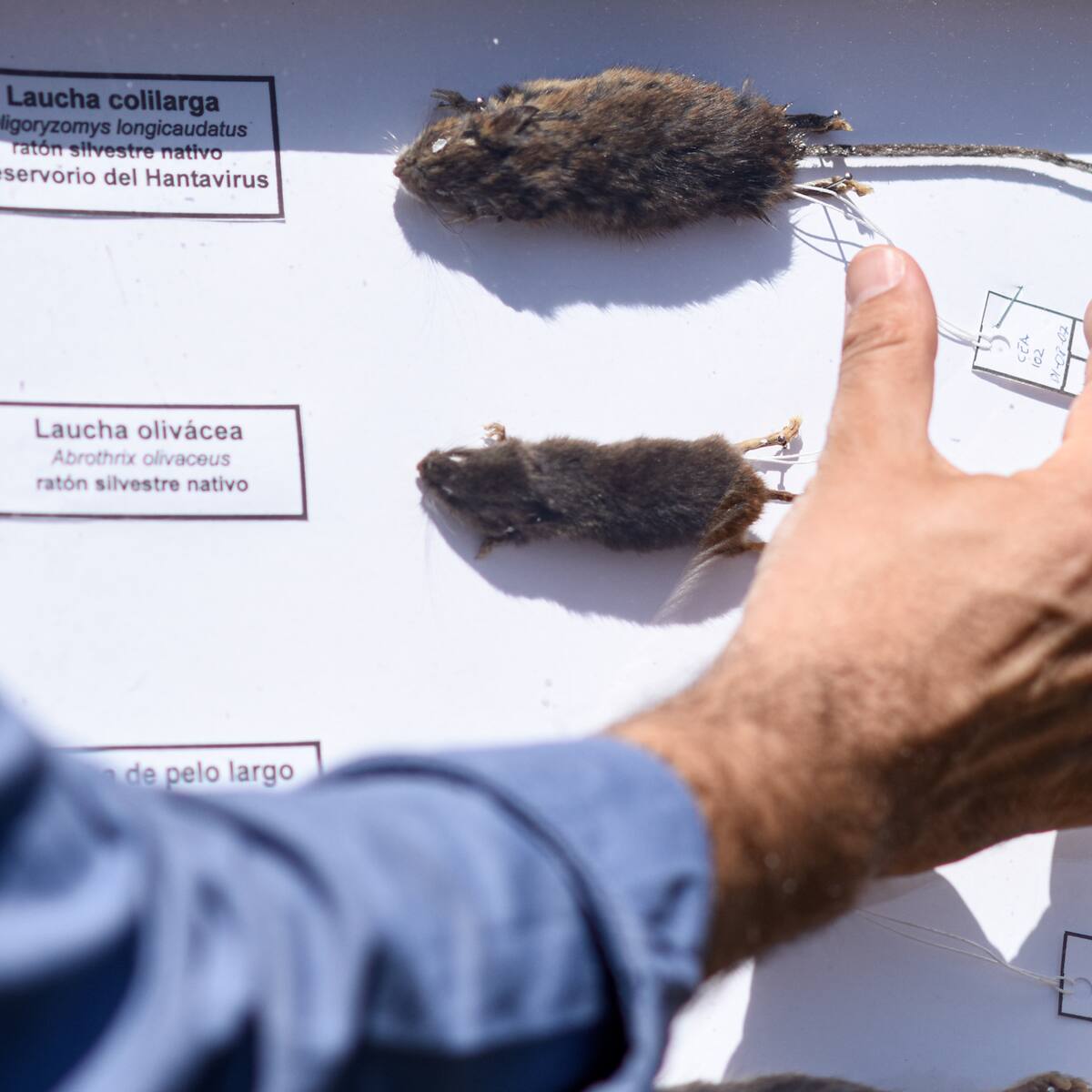 A un mes de la alerta sanitaria por hantavirus: 2026 ya registra más del doble de muertos que el año pasado
