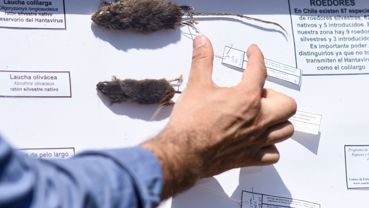 A un mes de la alerta sanitaria por hantavirus: 2026 ya registra más del doble de muertos que el año pasado