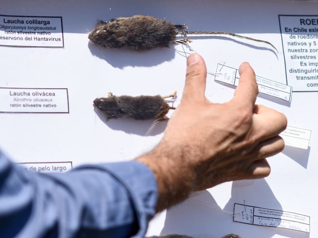 Hantavirus