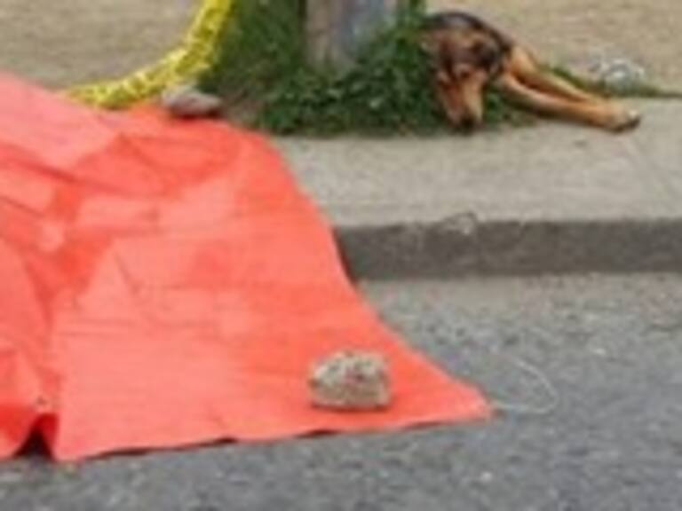 Perrito acompañó el cuerpo de joven atropellado en Concepción