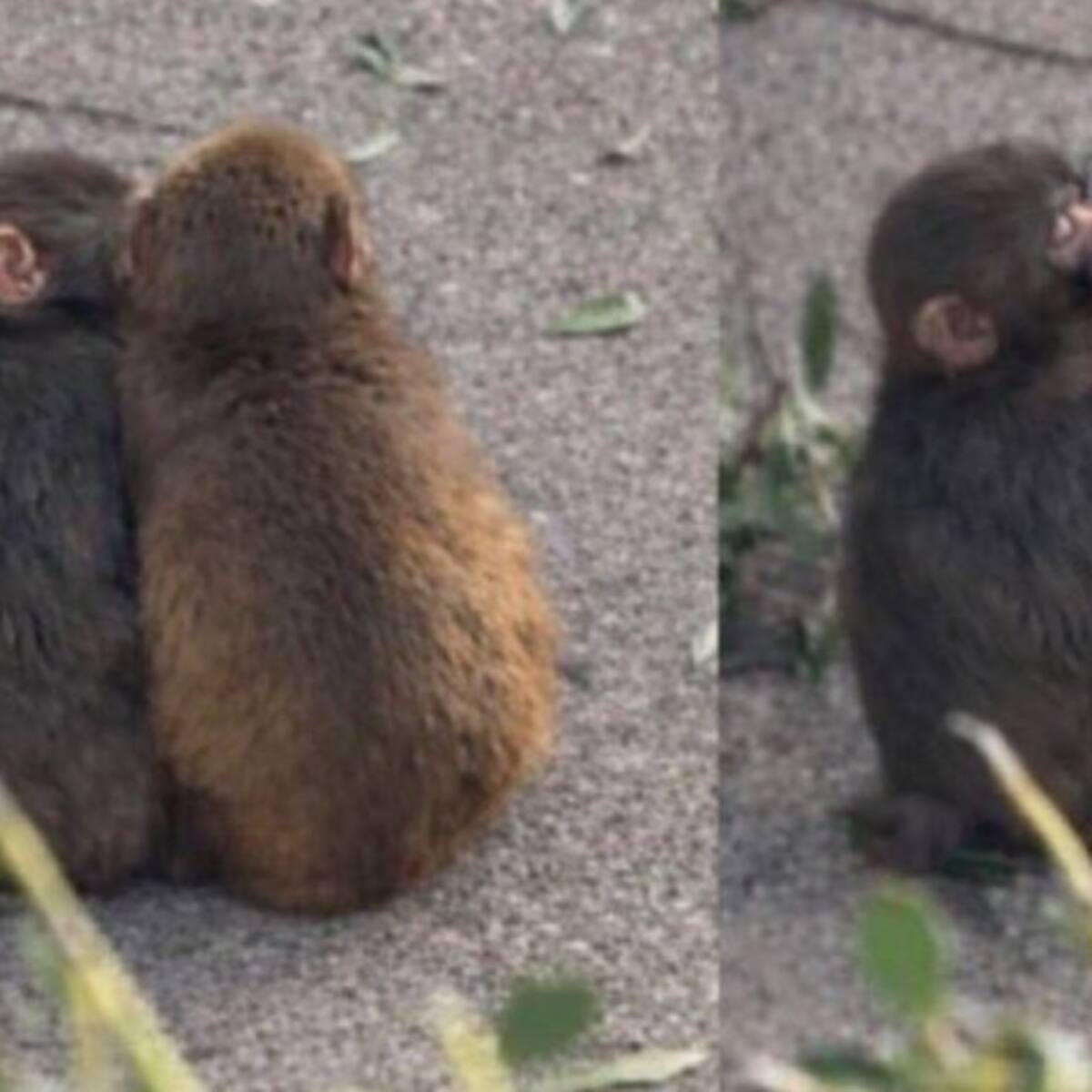 ¿Encontró el amor? Captan a Punch jugando al “manoseo” con mona apodada “Durazno”