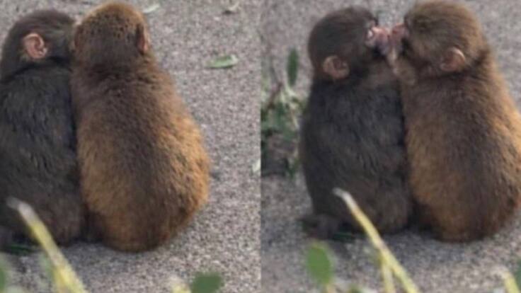¿Encontró el amor? Captan a Punch jugando al “manoseo” con mona apodada “Durazno”