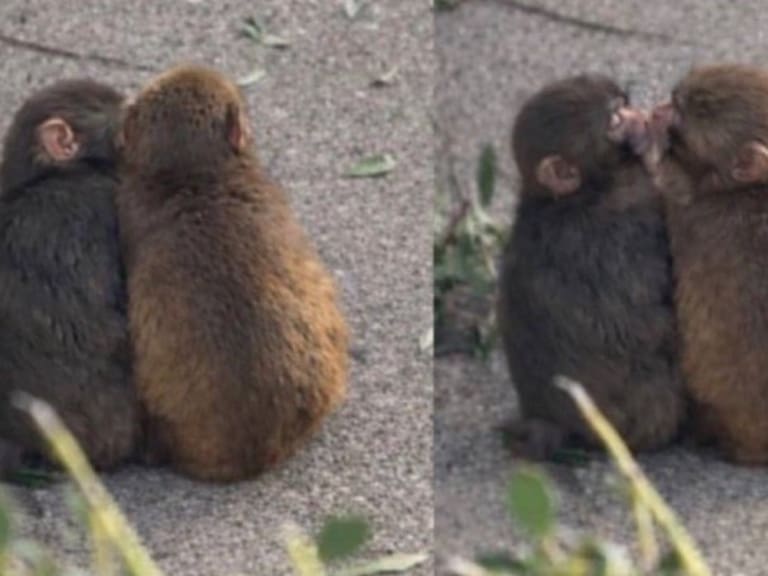 ¿Encontró el amor? Captan a Punch jugando al “manoseo” con mona apodada “Durazno”