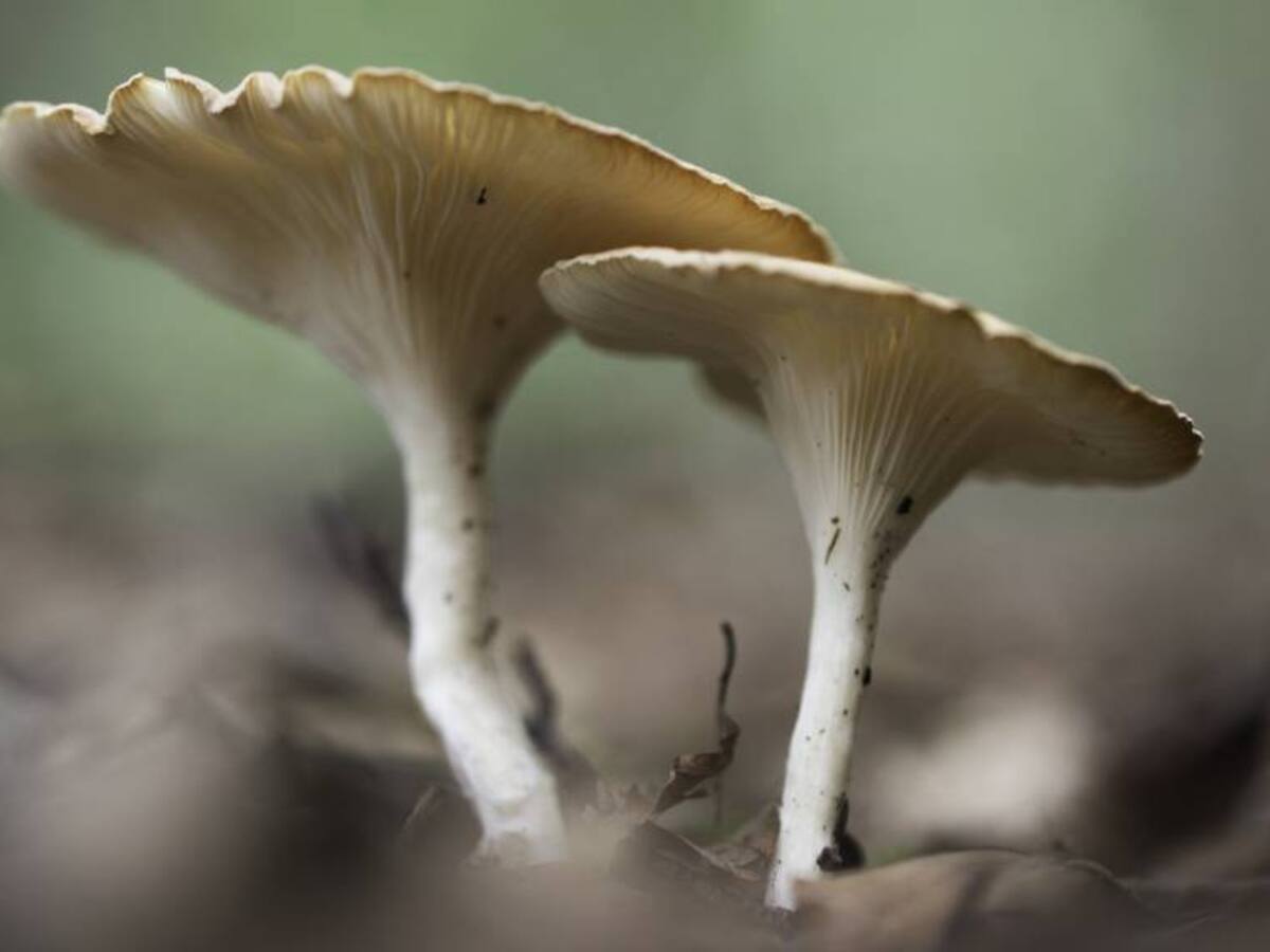 Descubren rol clave que podrían tener los hongos frente al cambio climático
