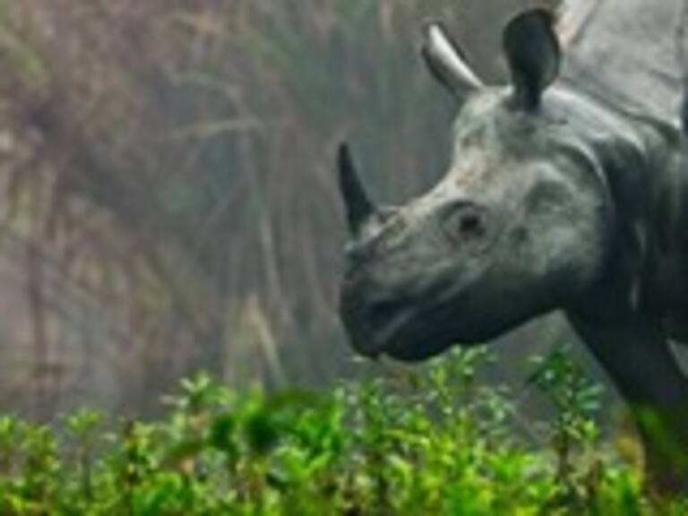 ¿Qué animal se extinguió el año que naciste?