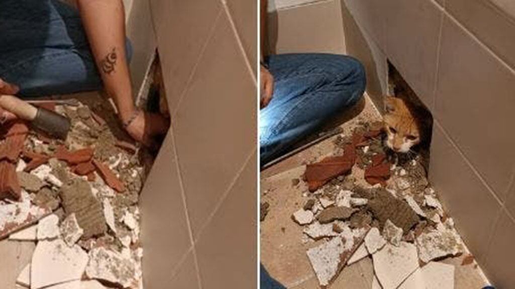 Gato atrapado bajo la tina